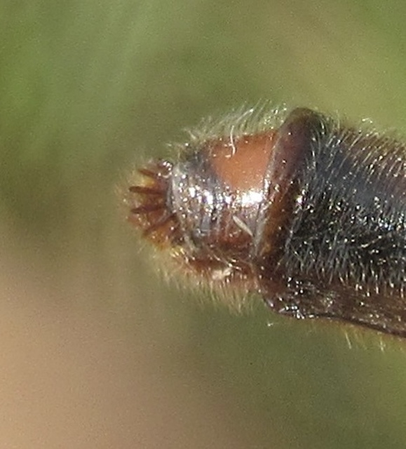 Stenopogon sabaudus