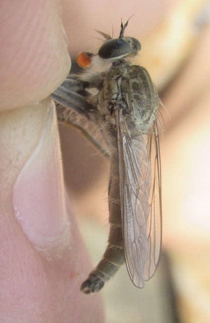 Philonicus albiceps