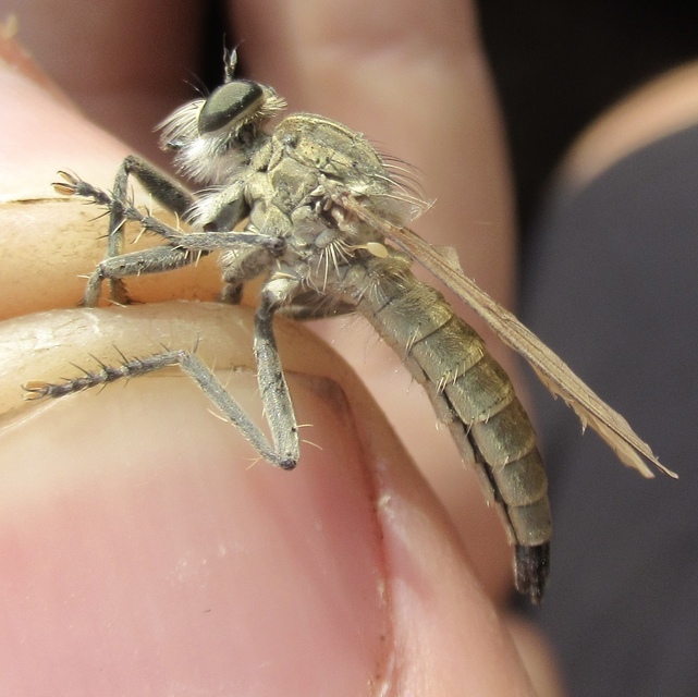 Philonicus albiceps