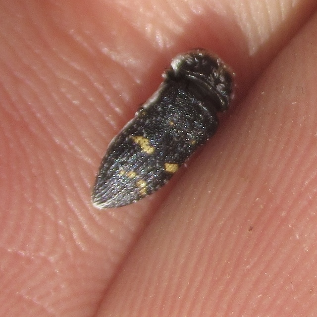 Acmaeoderella flavofasciata - sárgacsíkos zömökdíszbogár