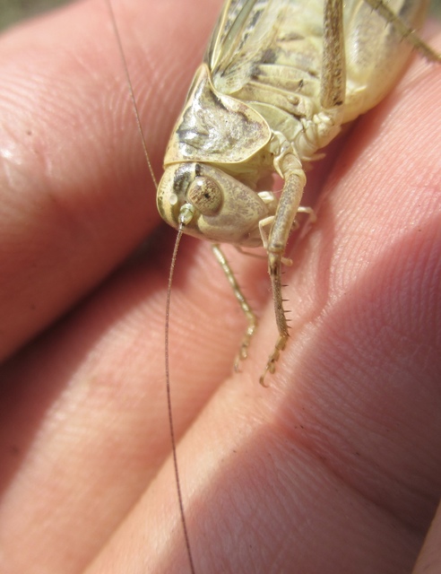 Platycleis affinis - púposhasú rétiszöcske