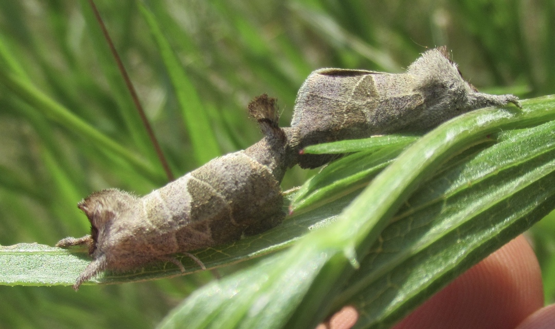 Clostera pigra - apró levélszövő