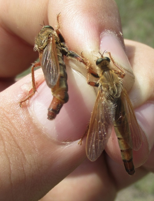 Stenopogon sabaudus