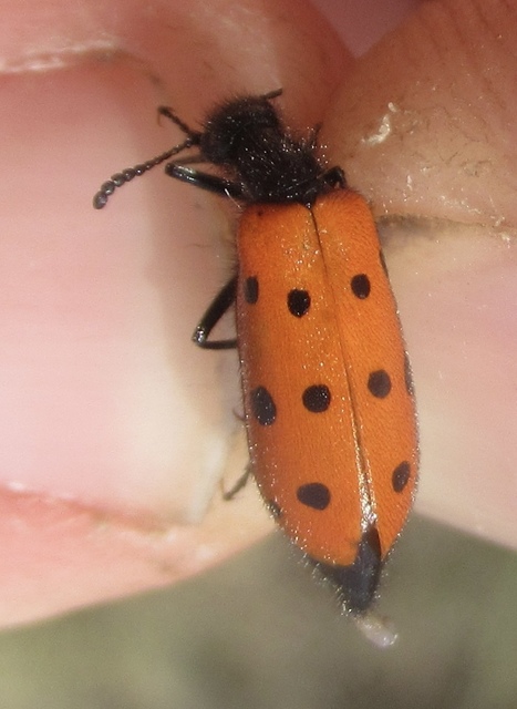 Mylabris crocata - pettyes hólyaghúzó Mylabris crocata - pettyes hólyaghúzó
