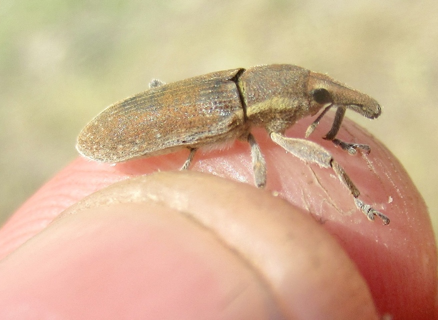 Lixus vilis - gémorr-dudvabarkó