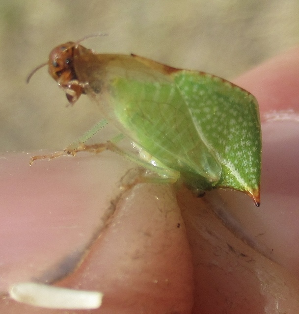 Stictocephala bisonia - bivalykabóca
