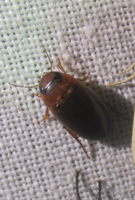 Liopterus haemorrhoidalis - rozsdás csíkbogár Liopterus haemorrhoidalis - rozsdás csíkbogár