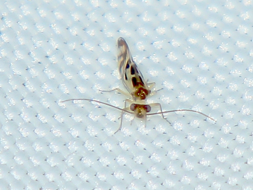 Graphopsocus cruciatus