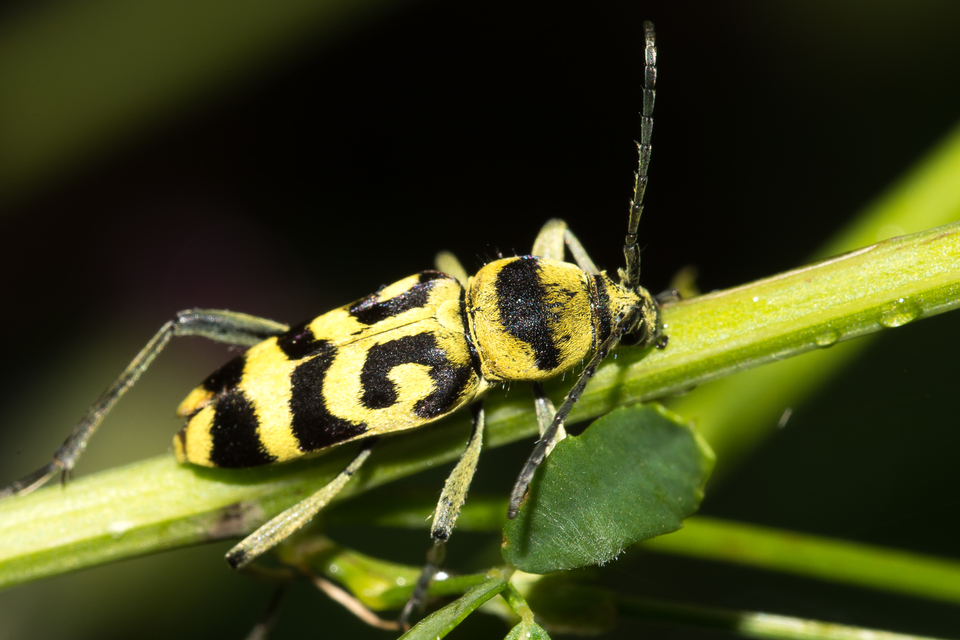 Chlorophorus varius - díszes darázscincér