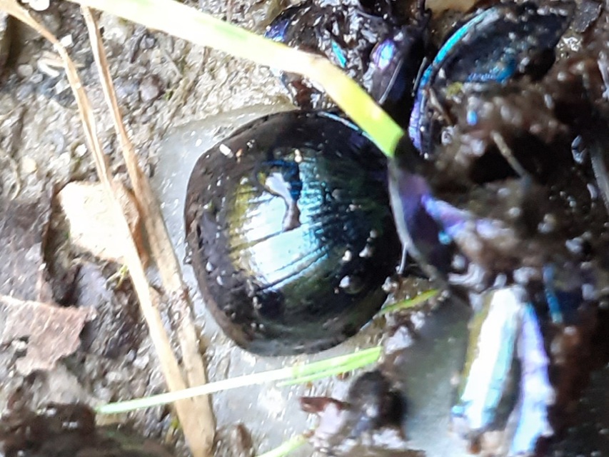 Anoplotrupes stercorosus - erdei álganéjtúró