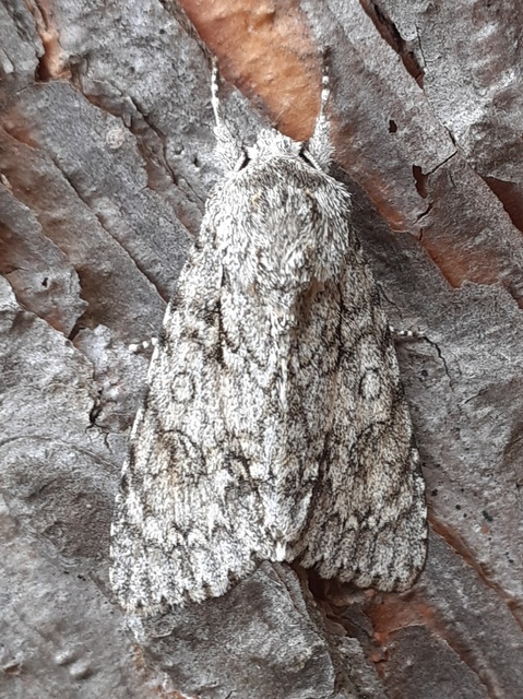 Acronicta aceris - vadgesztenye-szigonyosbagoly
