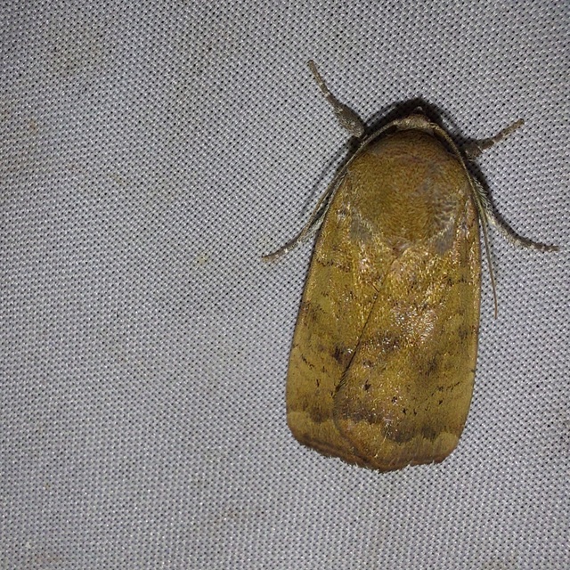 Noctua interjecta - zömök sárgafűbagoly