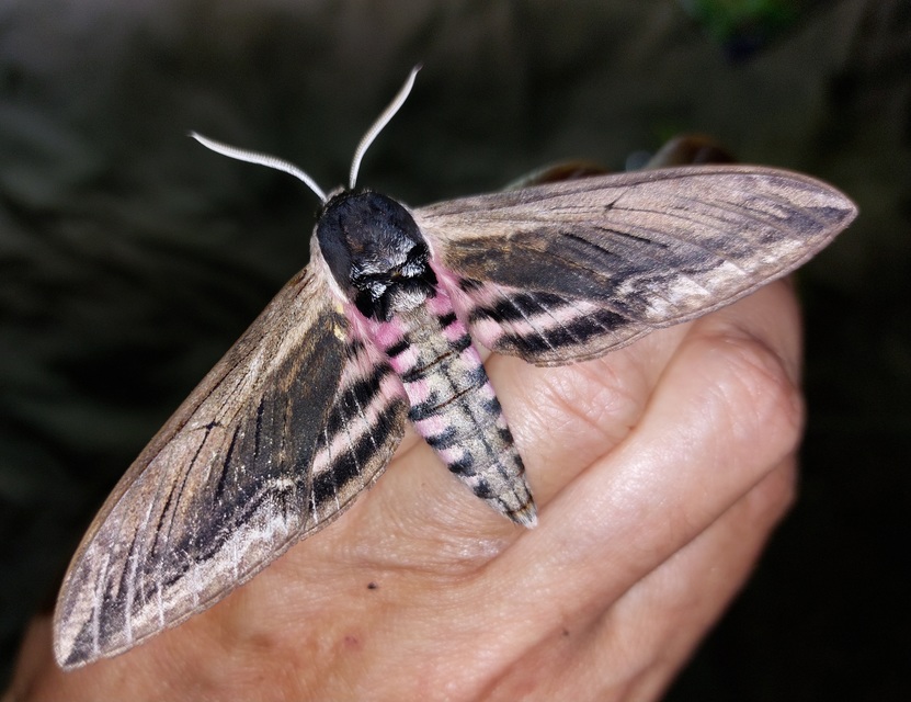 Sphinx ligustri - fagyalszender
