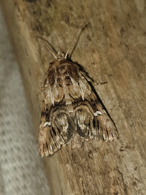 Calophasia lunula - gyújtoványfű-apróbagoly