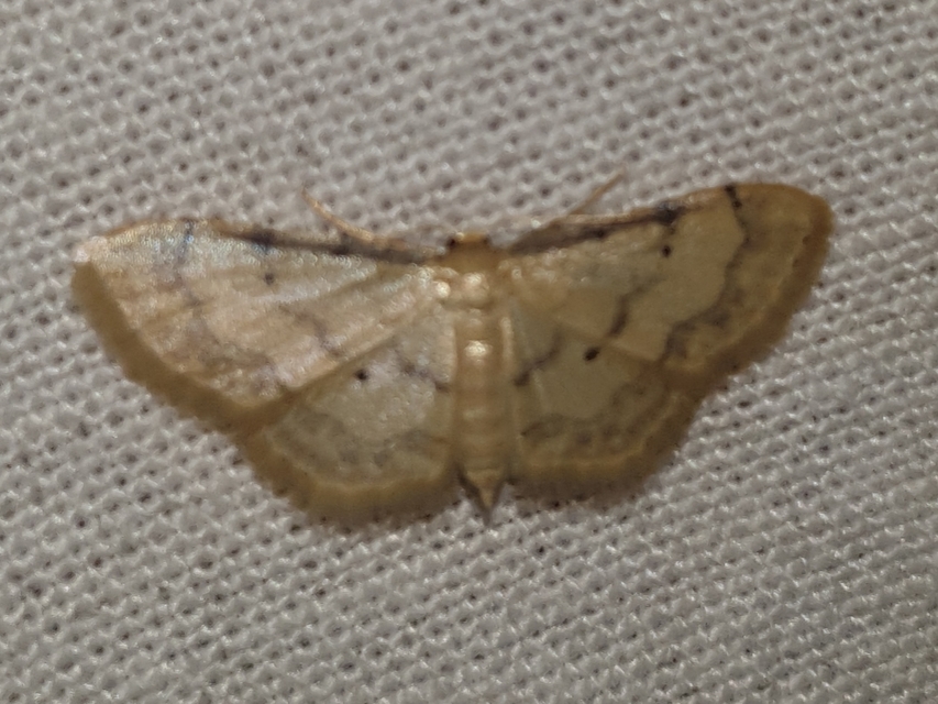 Idaea politaria - vonalas apróaraszoló