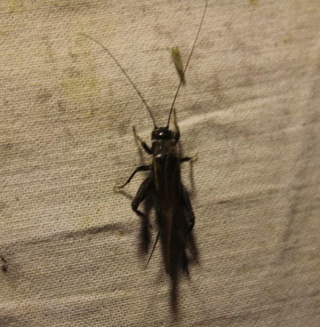 Eumodicogryllus bordigalensis - bordói tücsök