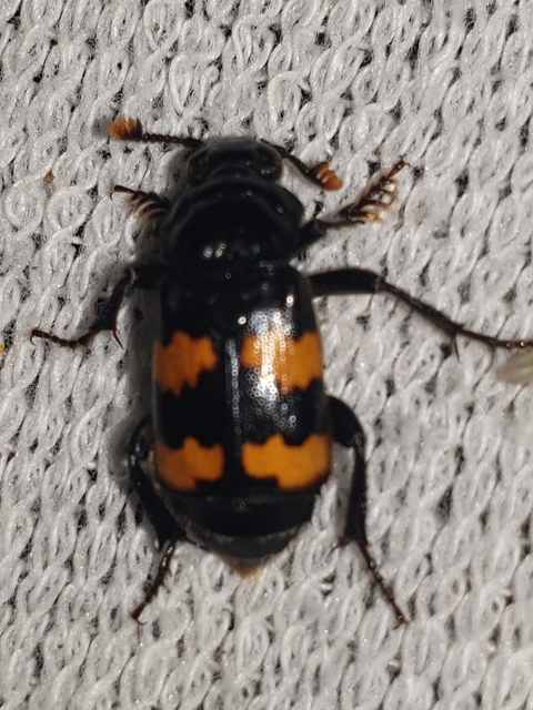 Nicrophorus interruptus - sárgaszőrű temetőbogár