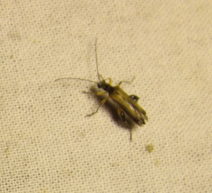 Oedemera podagrariae - székfű-álcincér