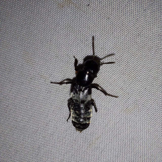 Creophilus maxillosus - dögész holyva
