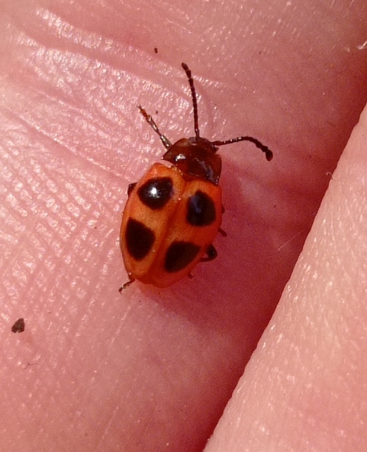 Endomychus coccineus - négypettyes álböde