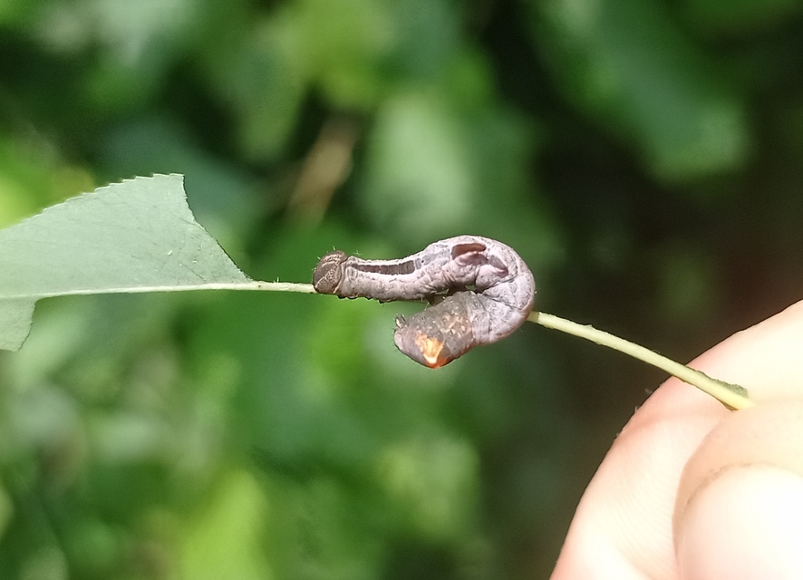 Notodonta ziczac - zegzugos púposszövő