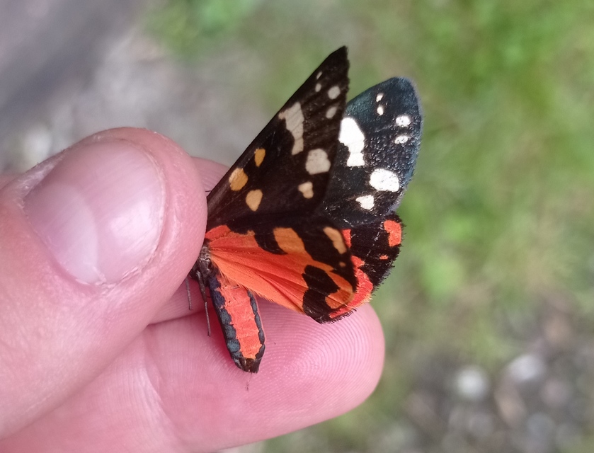Callimorpha dominula - fémes medvelepke