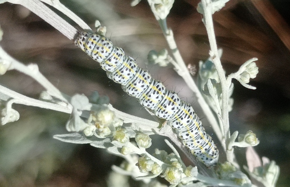 Cucullia tanaceti - vonalkás csuklyásbagoly