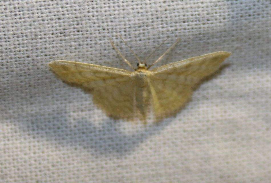 Idaea dilutaria - napvirág-apróaraszoló