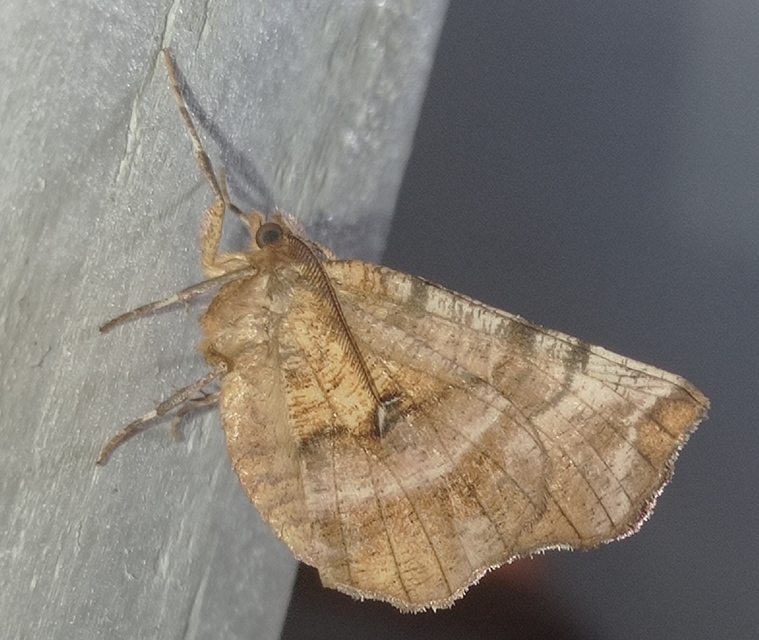 Selenia dentaria - kétfoltos holdasaraszoló