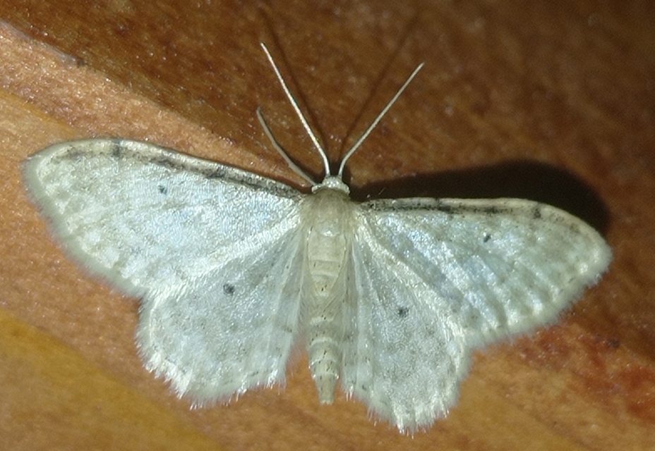 Idaea fuscovenosa - szürkeszélű apróaraszoló