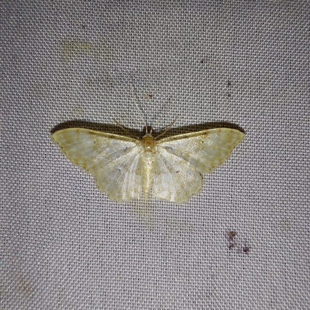 Idaea fuscovenosa - szürkeszélű apróaraszoló