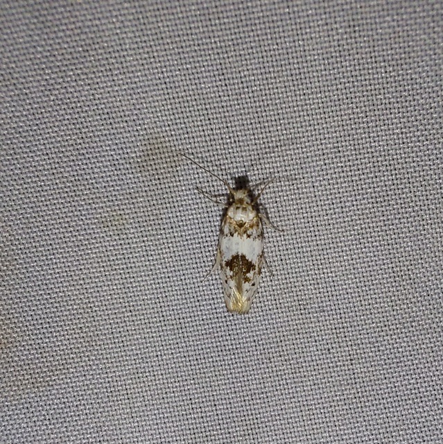 Episcythris triangulella - mediterrán zöldmoly