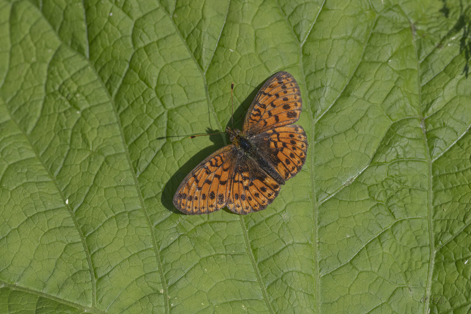 Boloria euphrosyne - árvácska-gyöngyházlepke