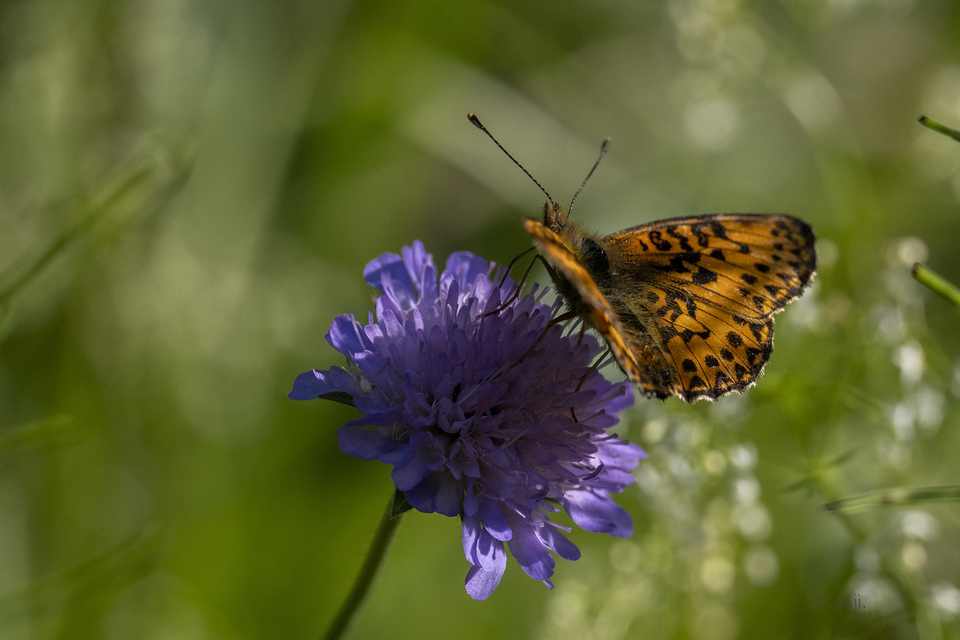 Boloria titania - lilás gyöngyházlepke