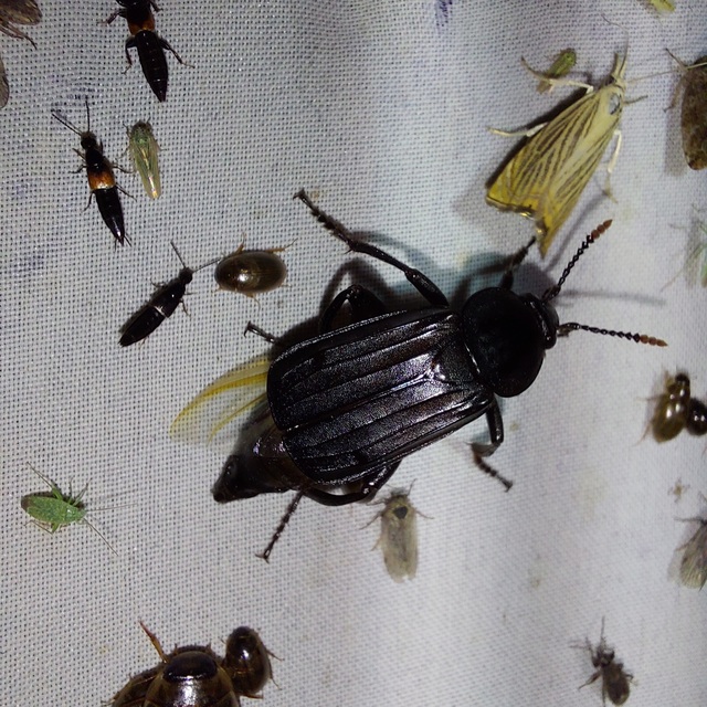 Necrodes littoralis - nagy dögbogár