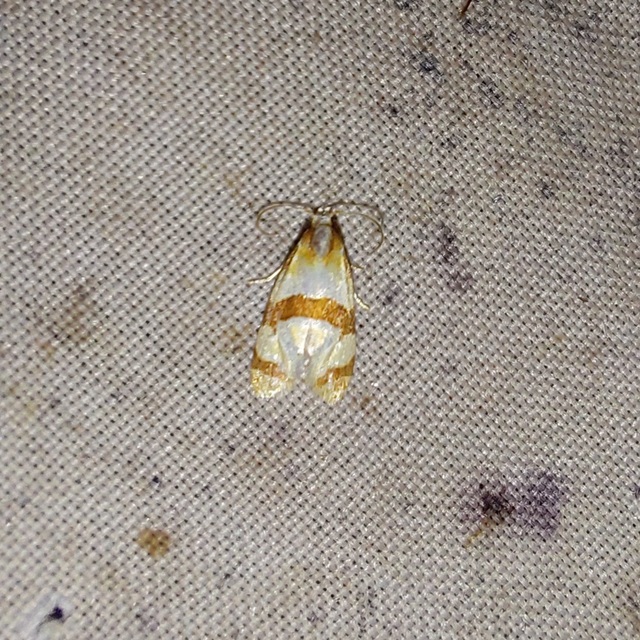 Phalonidia albipalpana - sóvirág-fúrómoly
