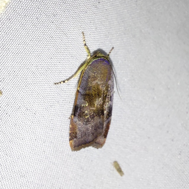Noctua janthe - lappangó sárgafűbagoly