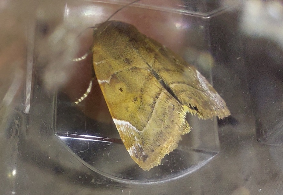 Cosmia affinis - barna lombbagoly