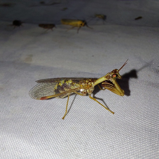 Mantispa styriaca - kétszínű fogólábú-fátyolka