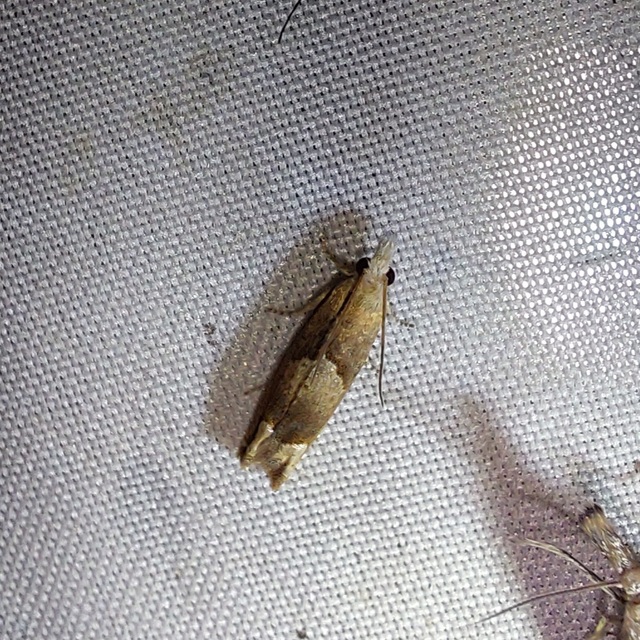 Eucosma