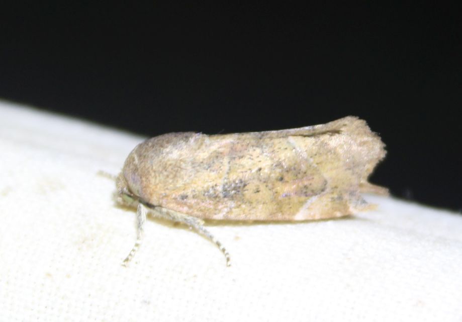 Cosmia affinis - barna lombbagoly
