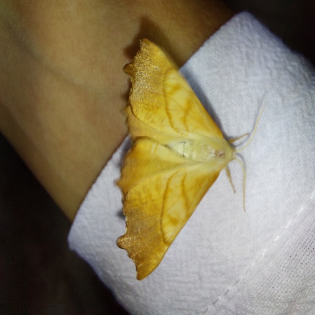 Ennomos fuscantaria - kőris-levélaraszoló