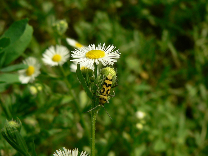 Chlorophorus varius - díszes darázscincér