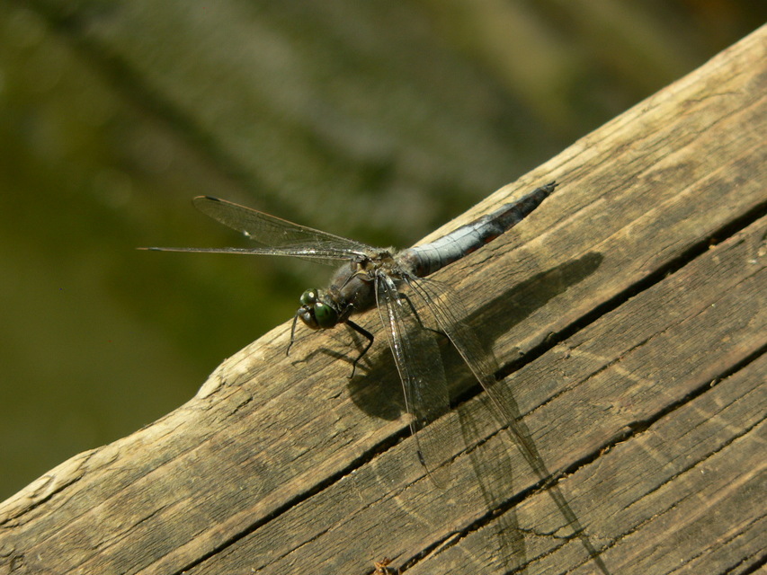 Orthetrum cancellatum - feketefarkú pásztorszitakötő