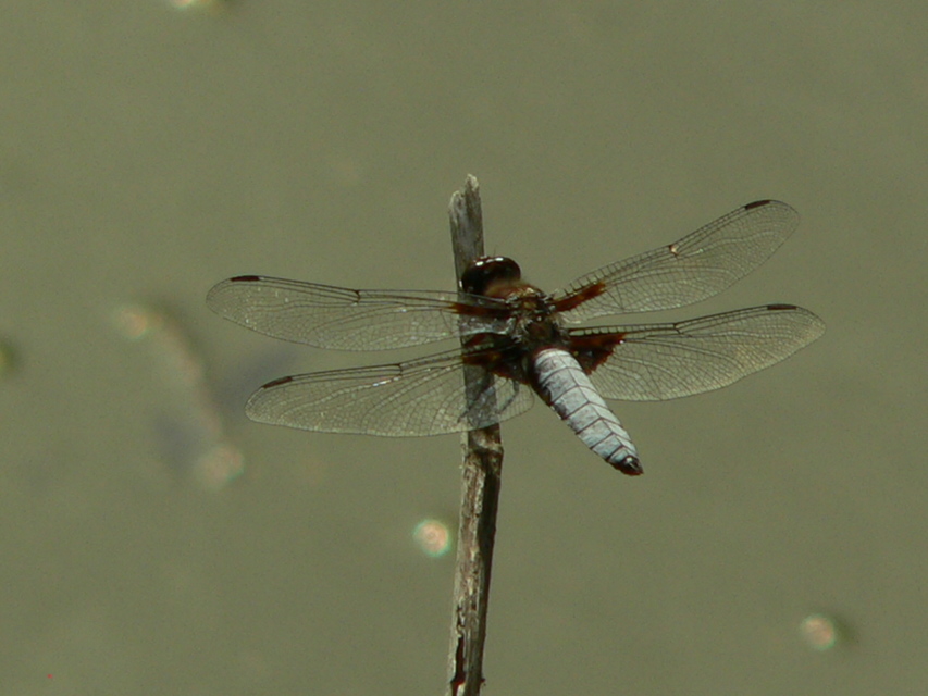 Libellula depressa - széles laposacsa