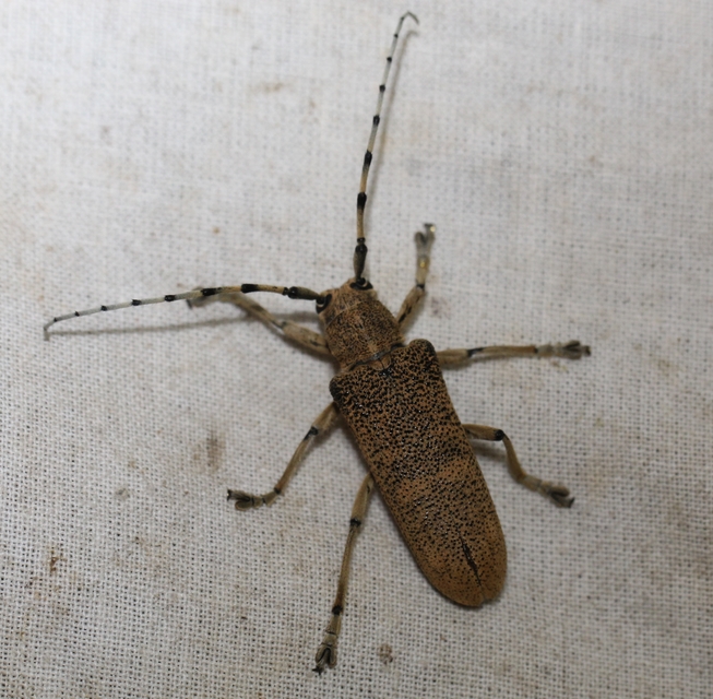 Saperda carcharias - nagy nyárfacincér