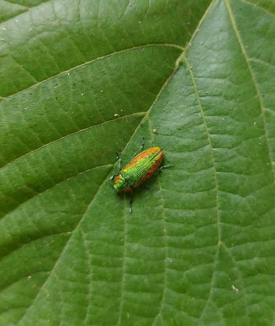 Lamprodila rutilans - hársfa-tarkadíszbogár Lamprodila rutilans - hársfa-tarkadíszbogár