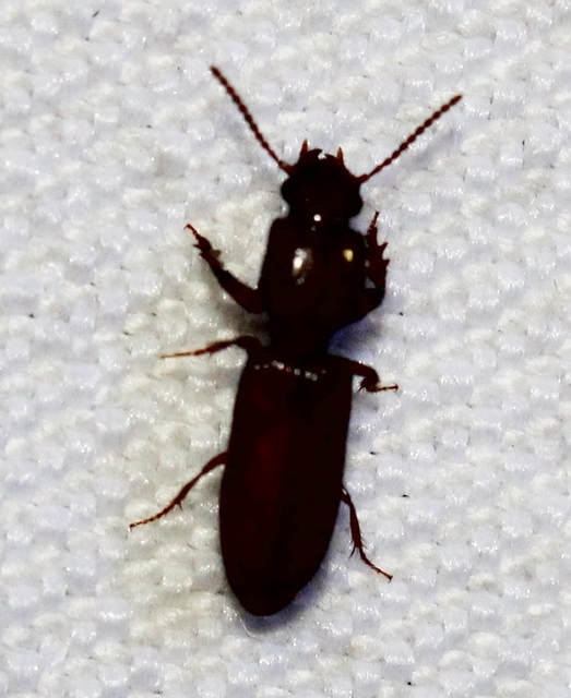 Clivina fossor - egyszínű vakondfutó