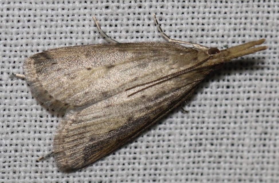 Schoenobius gigantella - óriás nádfúrómoly