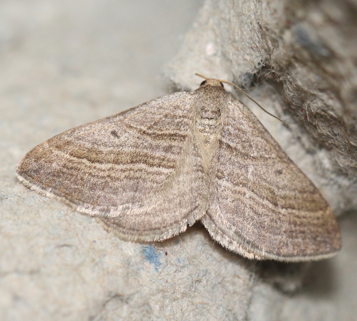 Phibalapteryx virgata - szürke galajaraszoló